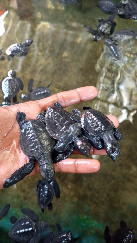 Handful of newborn baby sea turtles at Kosgoda conservation hatchery