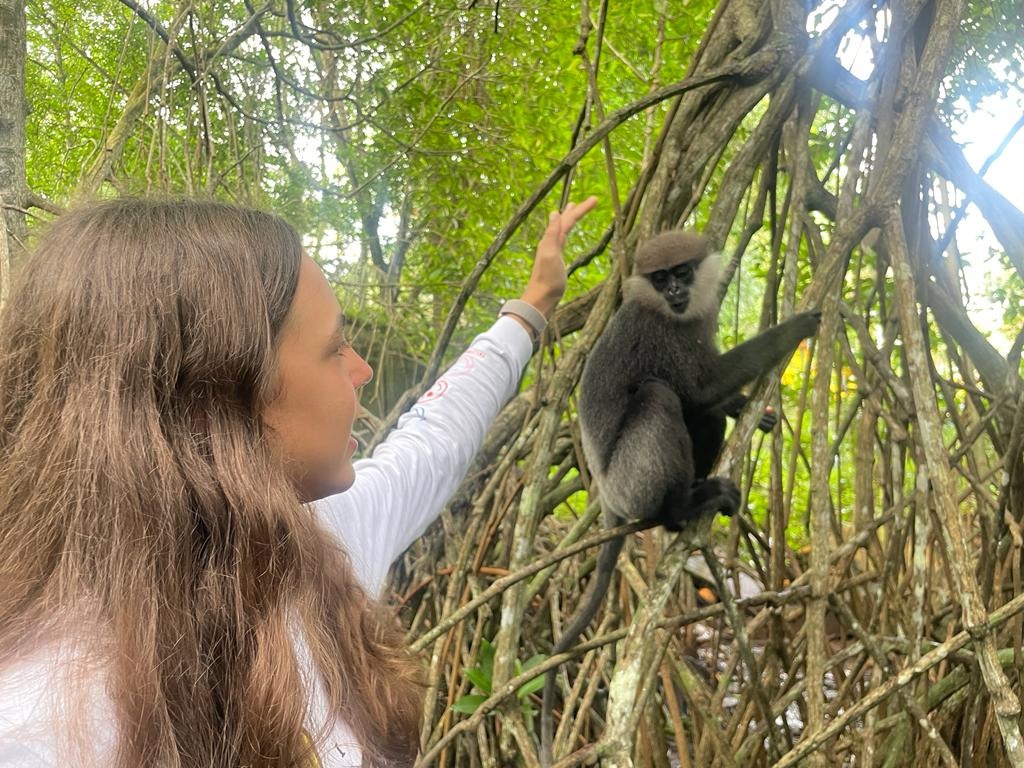 Tourist greeting purple-faced langur monkey in mangrove roots