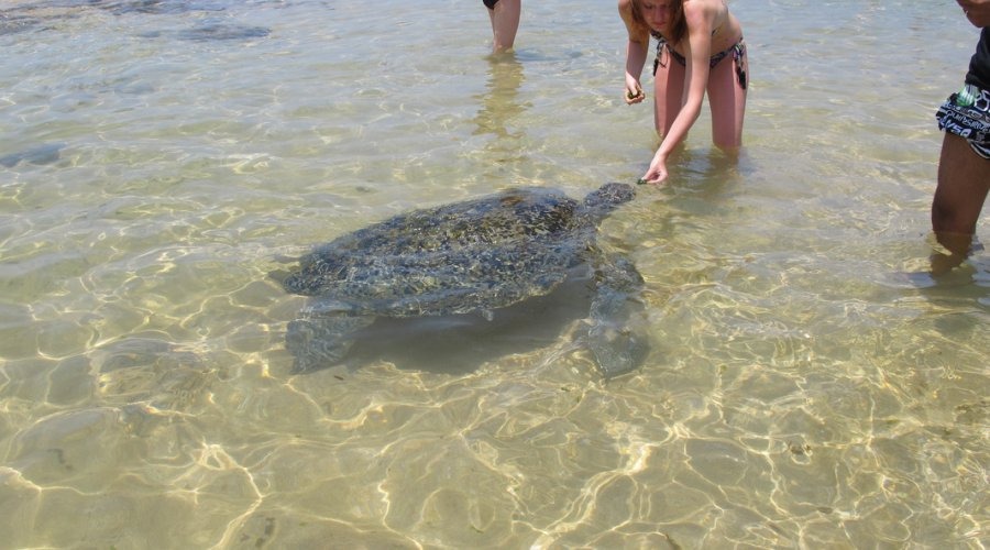 Guests feeding wild sea turtle in shallow turquoise ocean waters in Sri Lanka