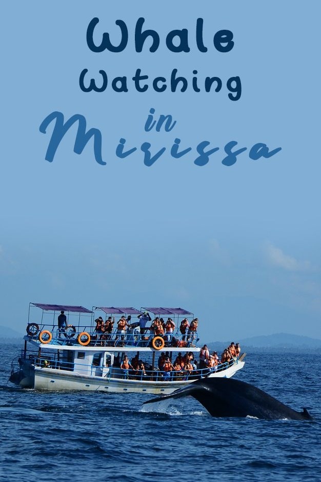 Mirissa Blue Whale Watching Boat Tour in Sri Lanka