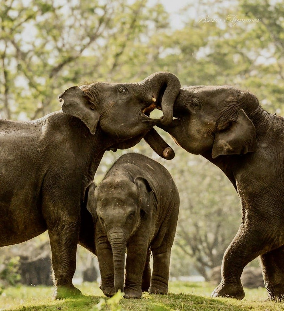 Wild Elephant Family in Udawalawe National Park Sri Lanka