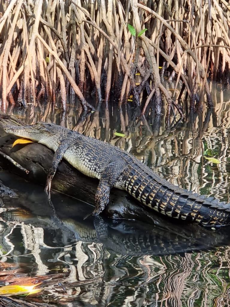 Wild crocodile basking on mangrove roots during river safari in Sri Lanka
