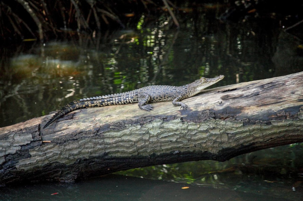 Wild river crocodile resting along mangrove log on river safari