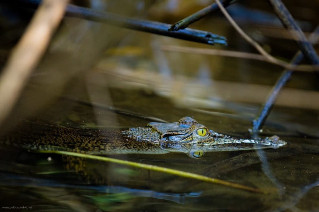 Close-up of wild river crocodile basking at water surface in Sri Lanka