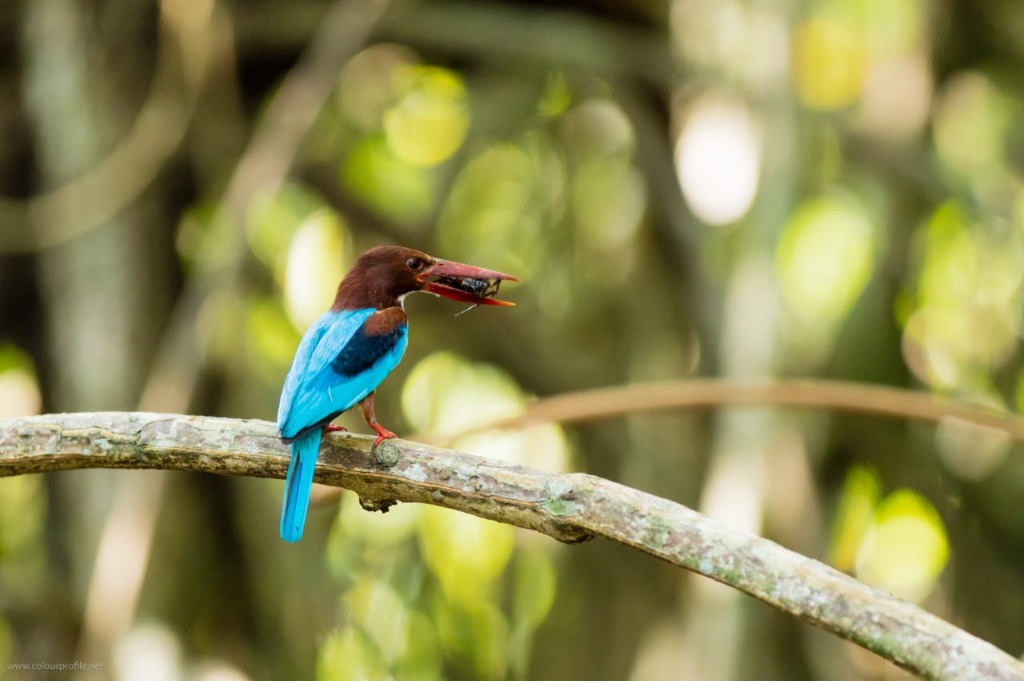 Stunning White-throated Kingfisher bird with fresh catch on Sri Lanka nature safari